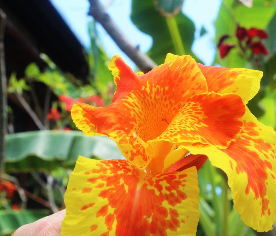 Mahogany Cottage Gili Meno Ngoại thất bức ảnh