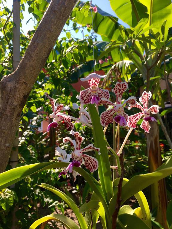 Mahogany Cottage Gili Meno Phòng bức ảnh